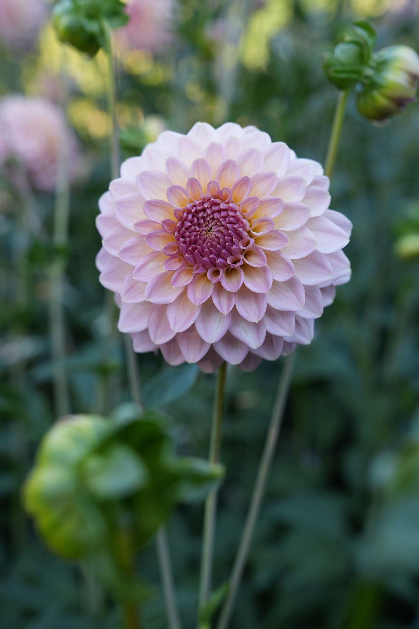 RM FAIRYTALE - NEW 2026