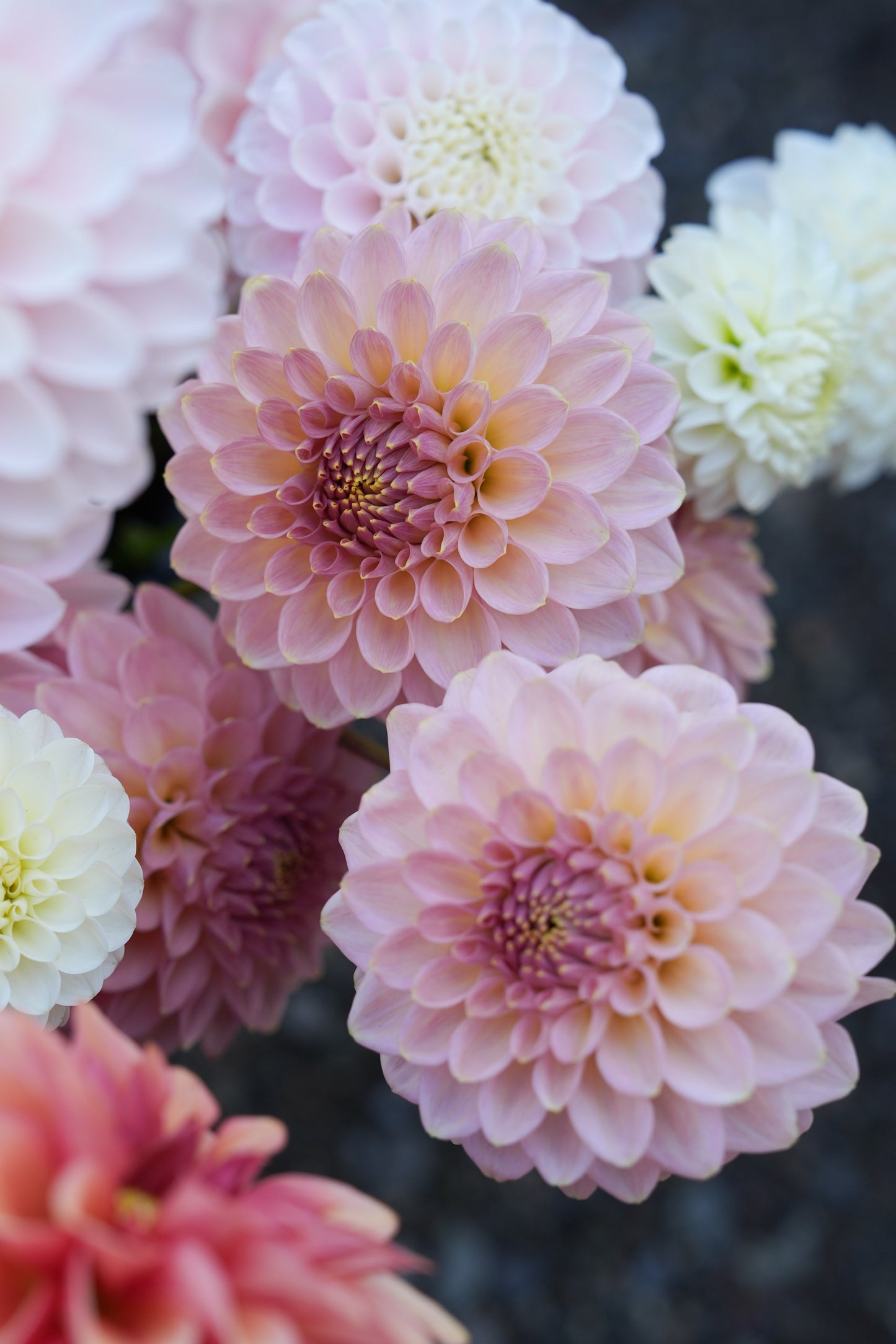 RM FAIRYTALE - NEW 2026