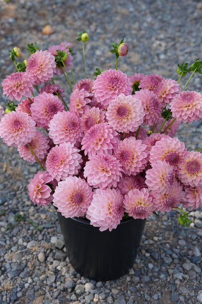 RM FAIRYTALE - NEW 2026