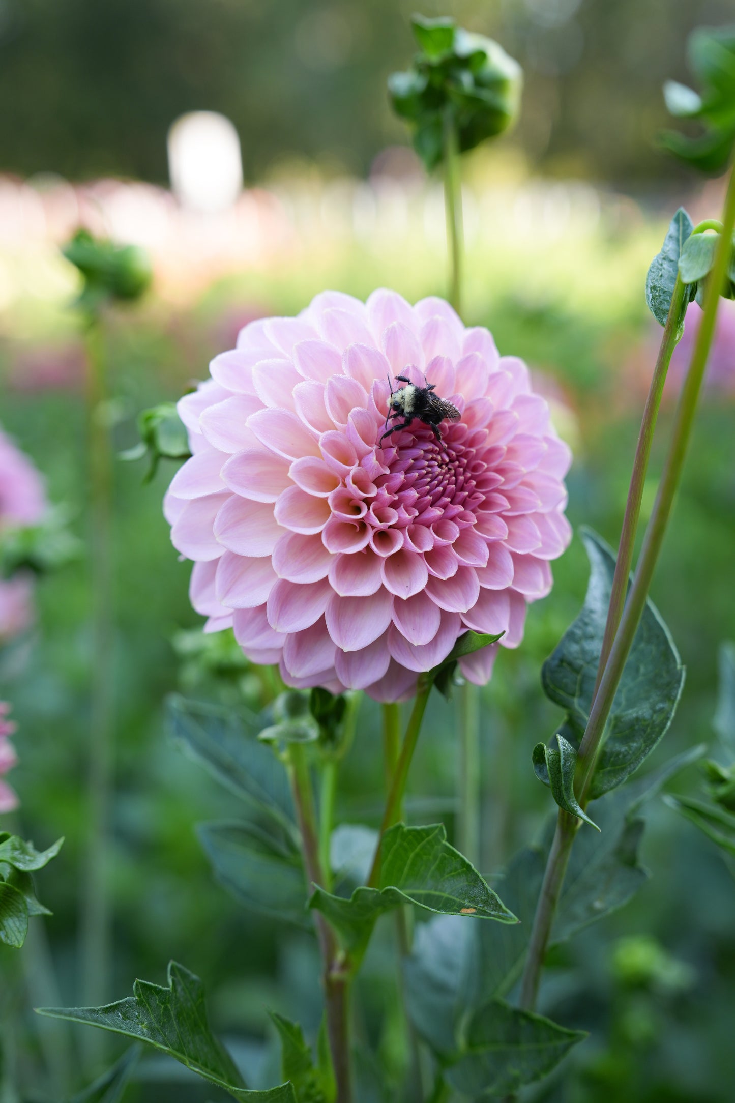 RM FAIRYTALE - NEW 2026