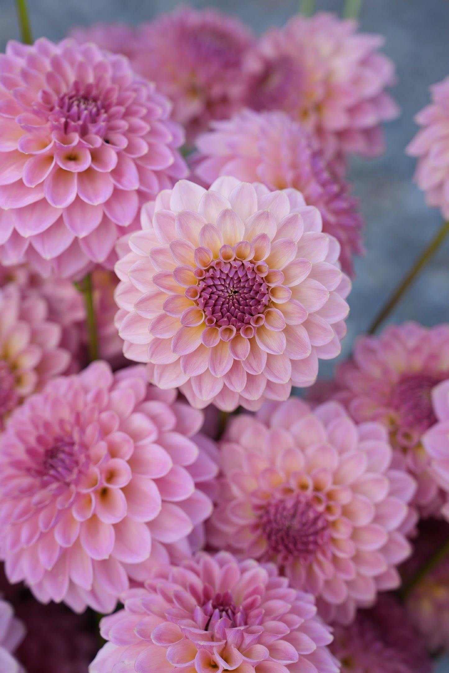 RM FAIRYTALE - NEW 2026