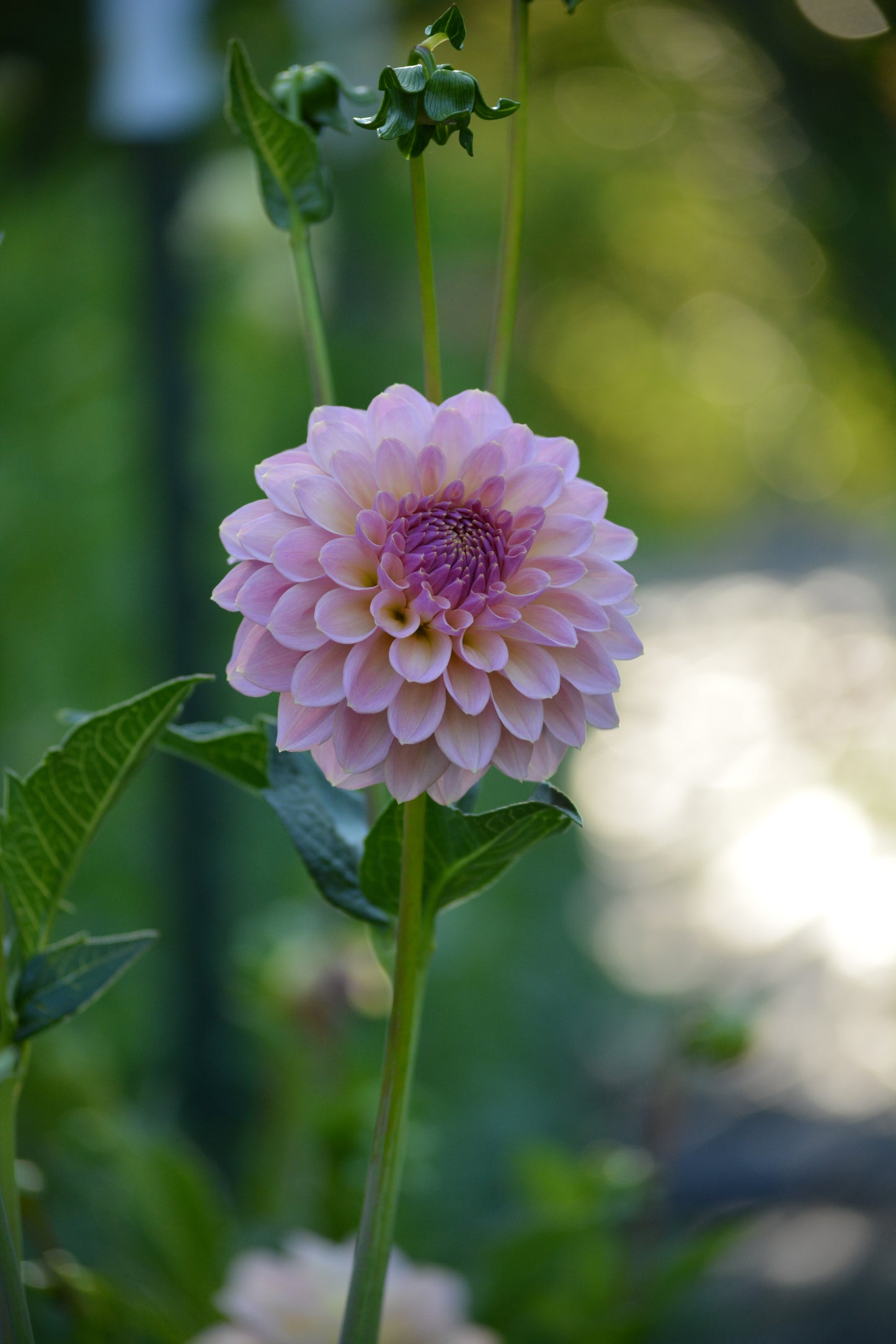 RM FAIRYTALE - NEW 2026