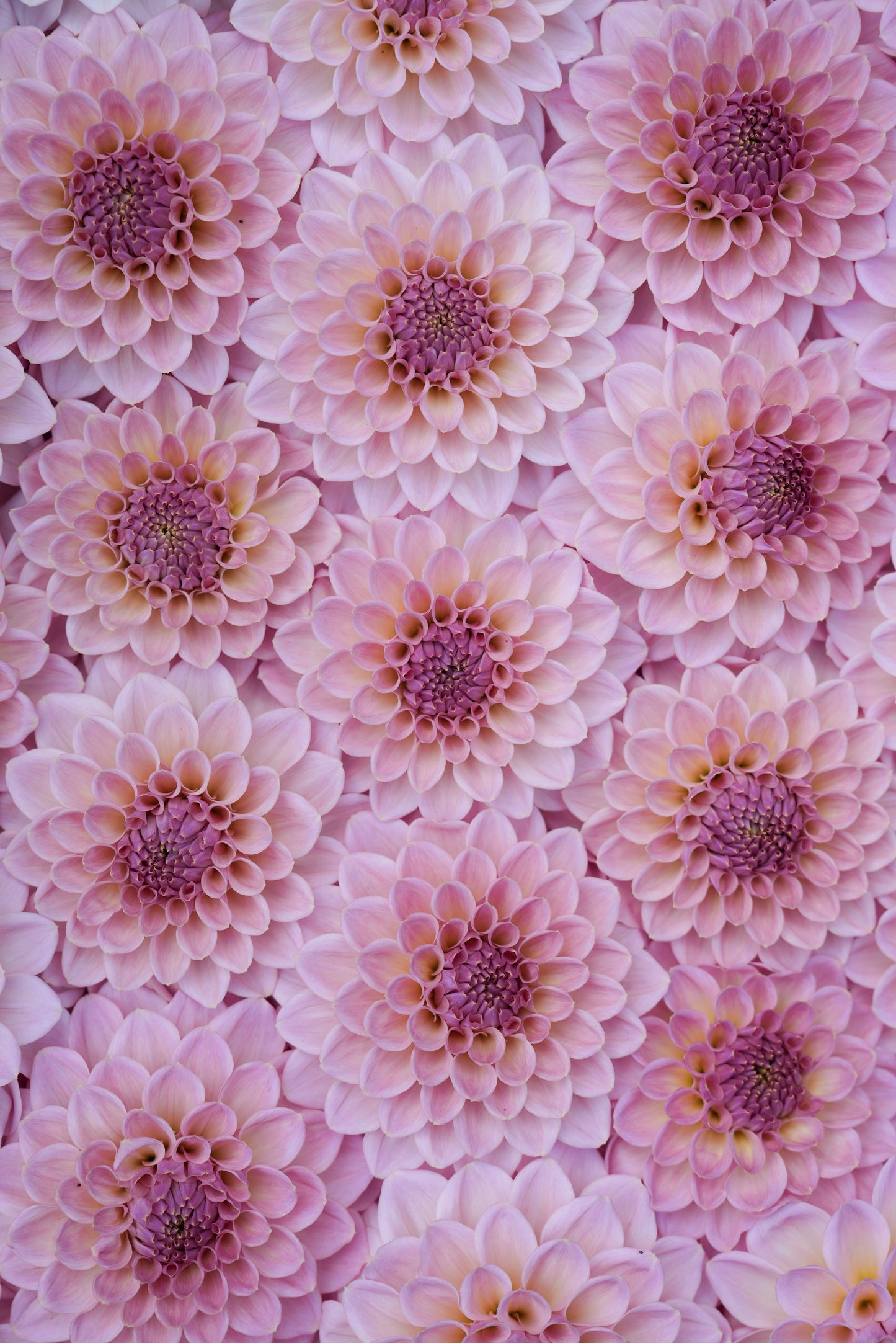 RM FAIRYTALE - NEW 2026