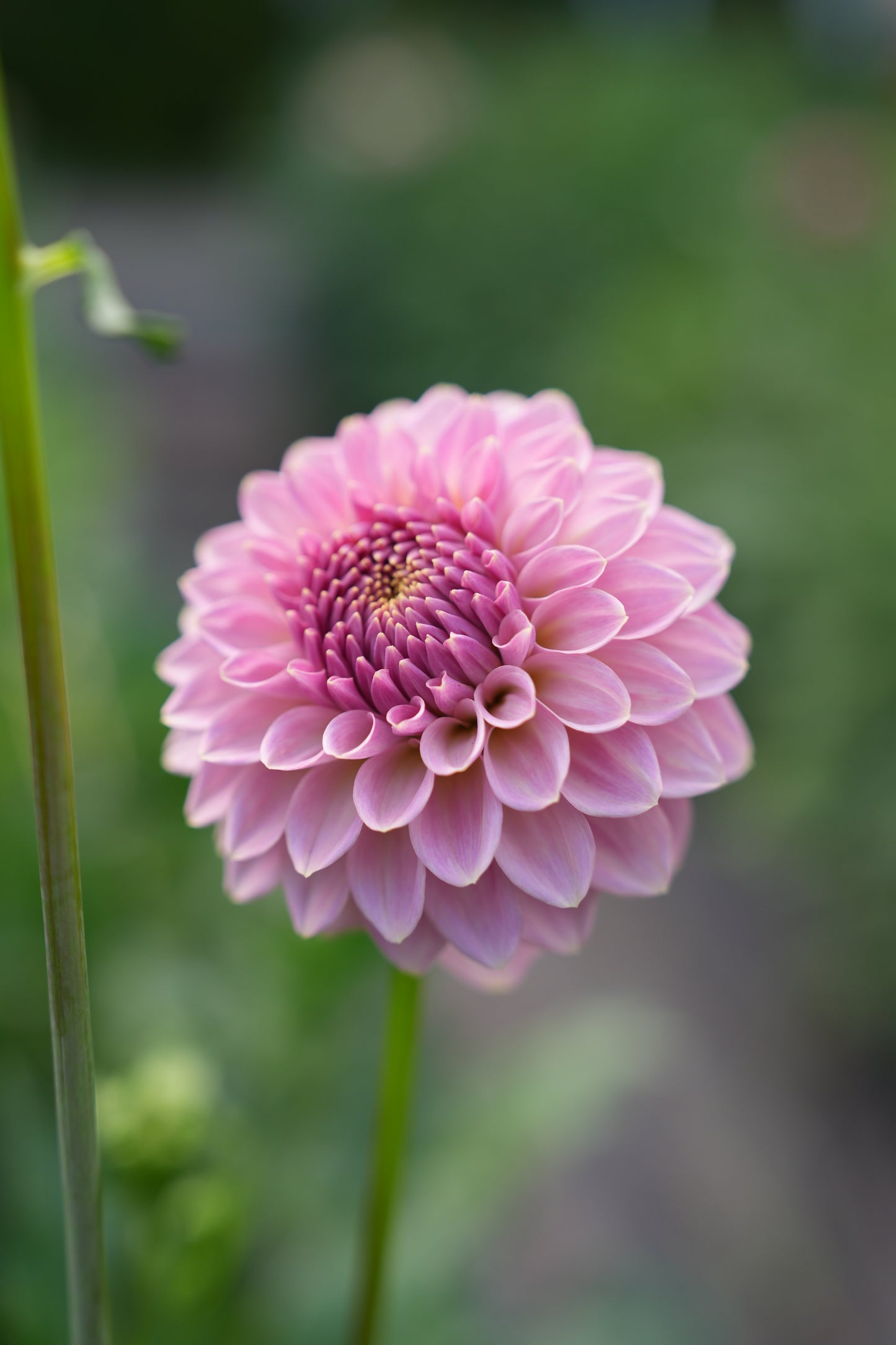 RM FAIRYTALE - NEW 2026