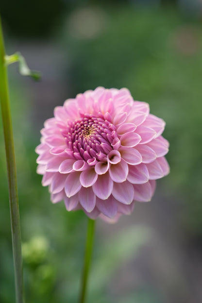 RM FAIRYTALE - NEW 2026