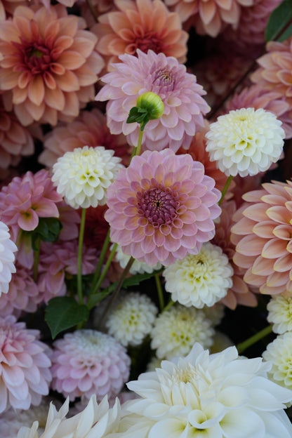 RM FAIRYTALE - NEW 2026