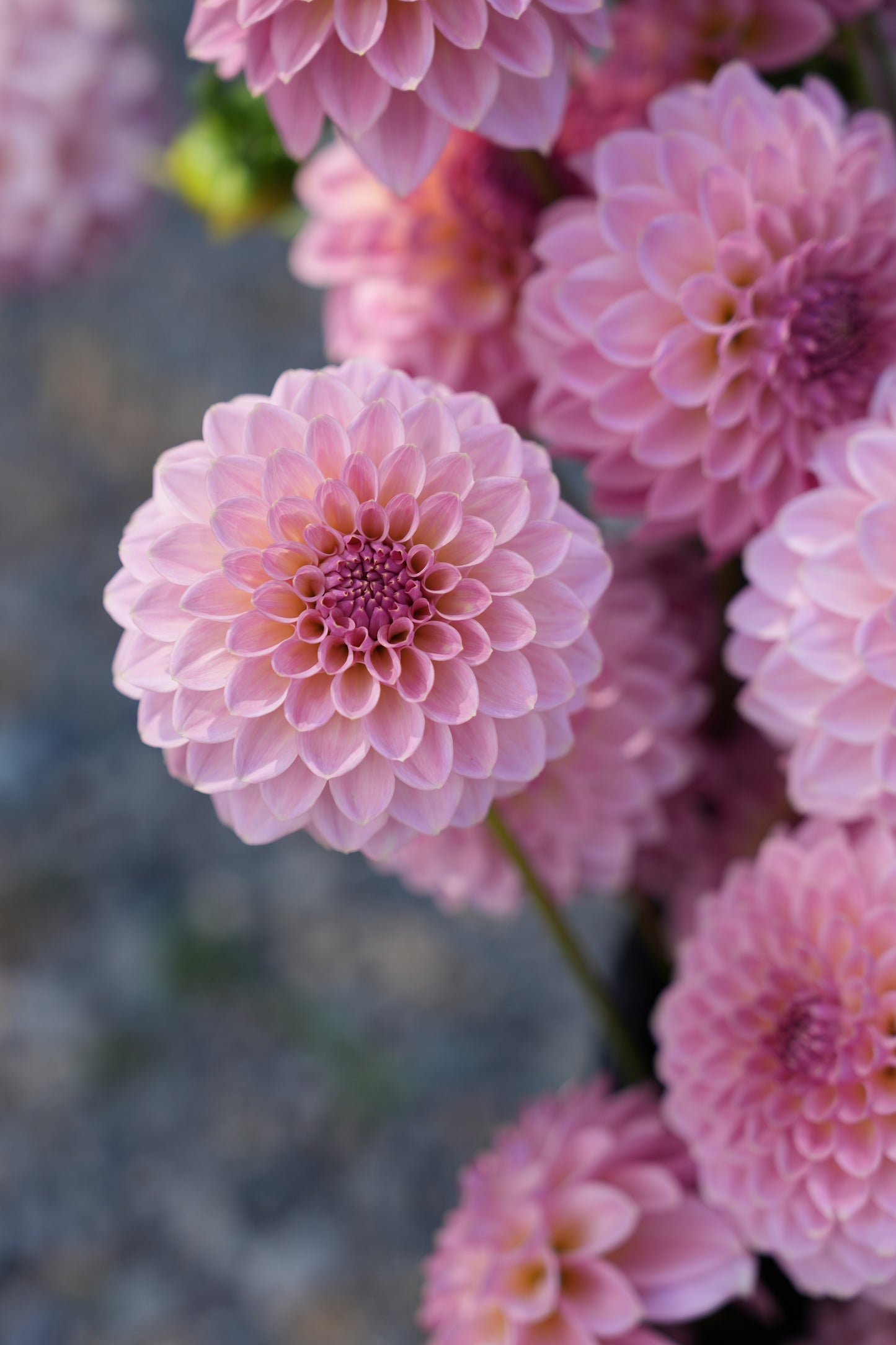 RM FAIRYTALE - NEW 2026