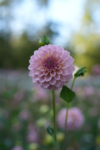 RM FAIRYTALE - NEW 2026