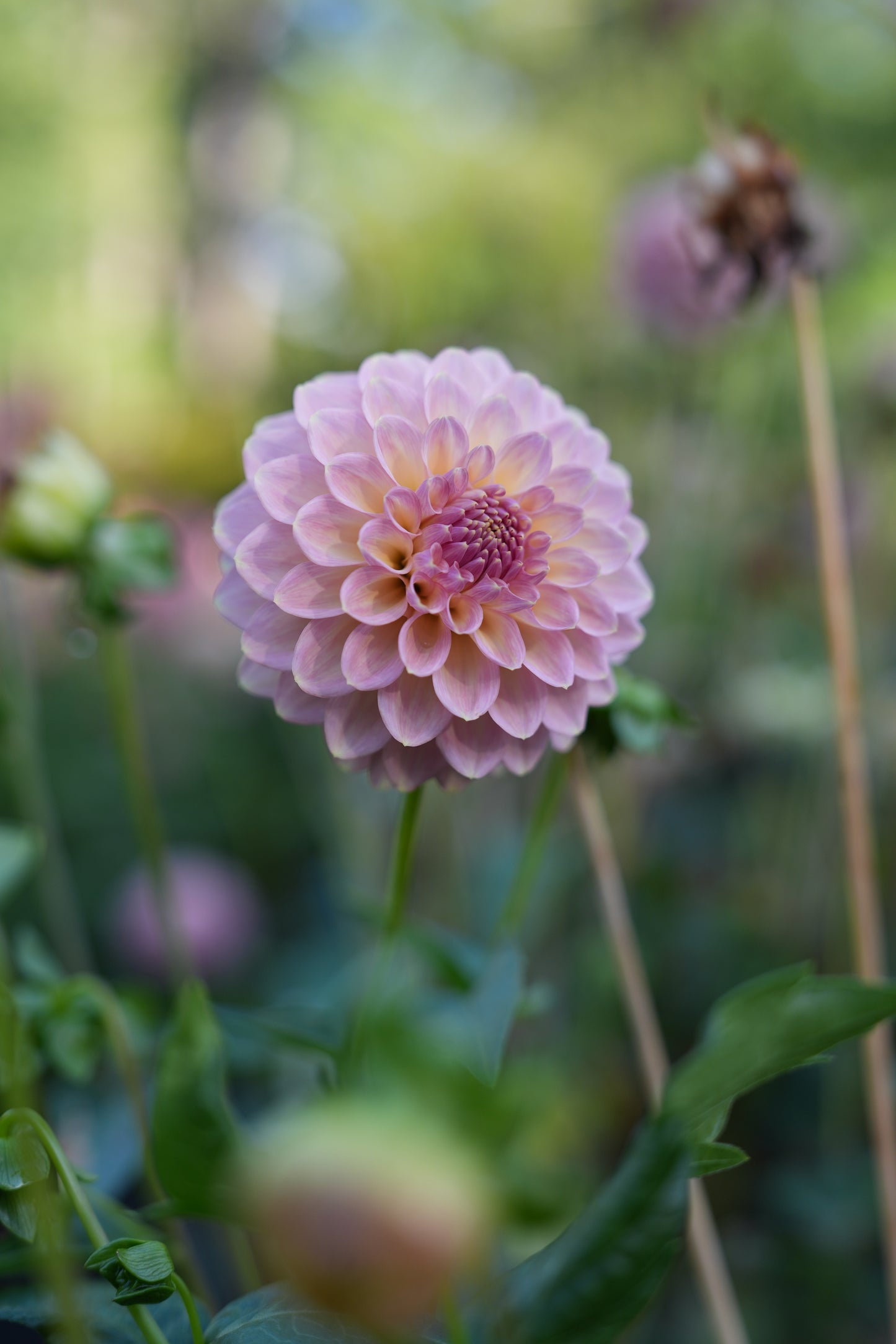 RM FAIRYTALE - NEW 2026