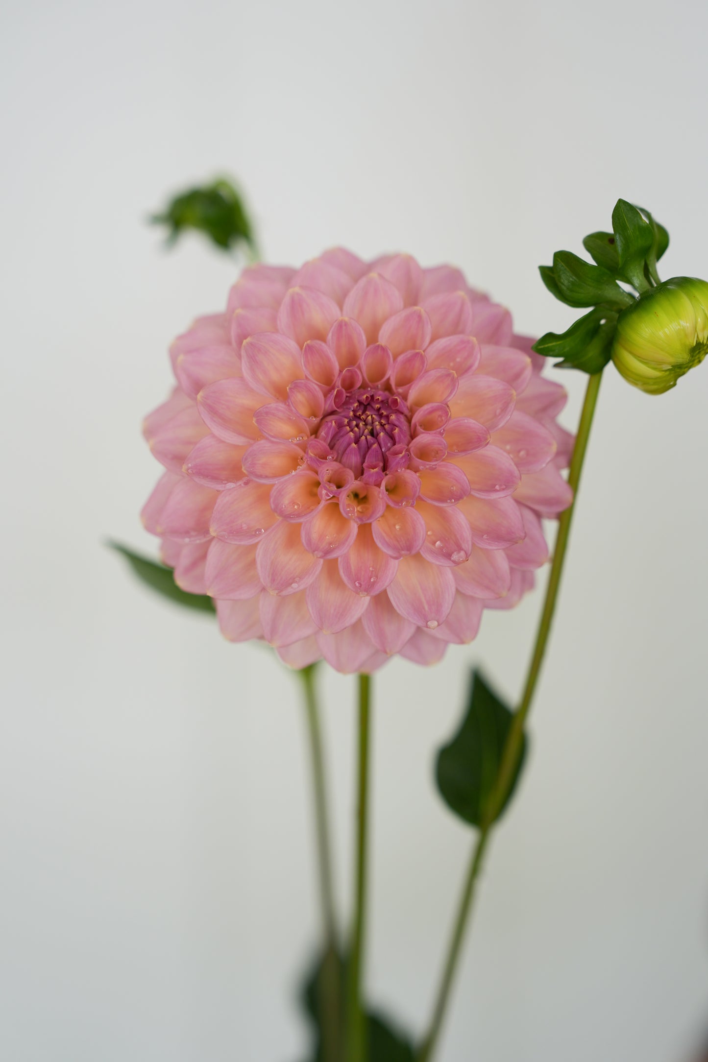 RM FAIRYTALE - NEW 2026