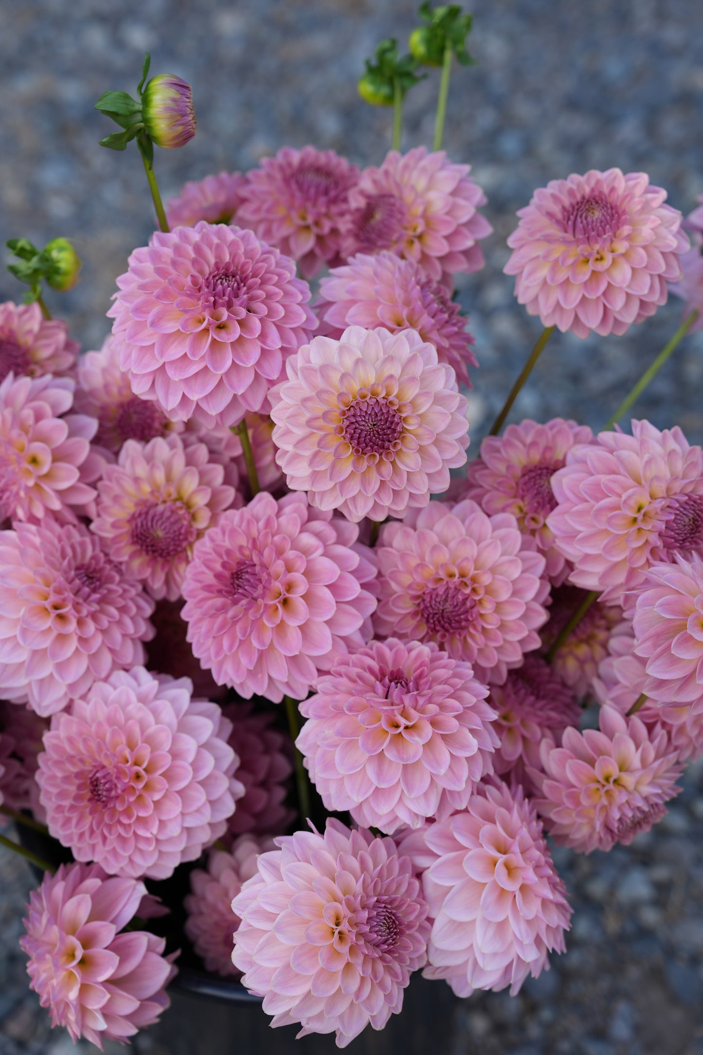 RM FAIRYTALE - NEW 2026