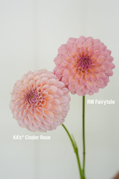 RM FAIRYTALE - NEW 2026