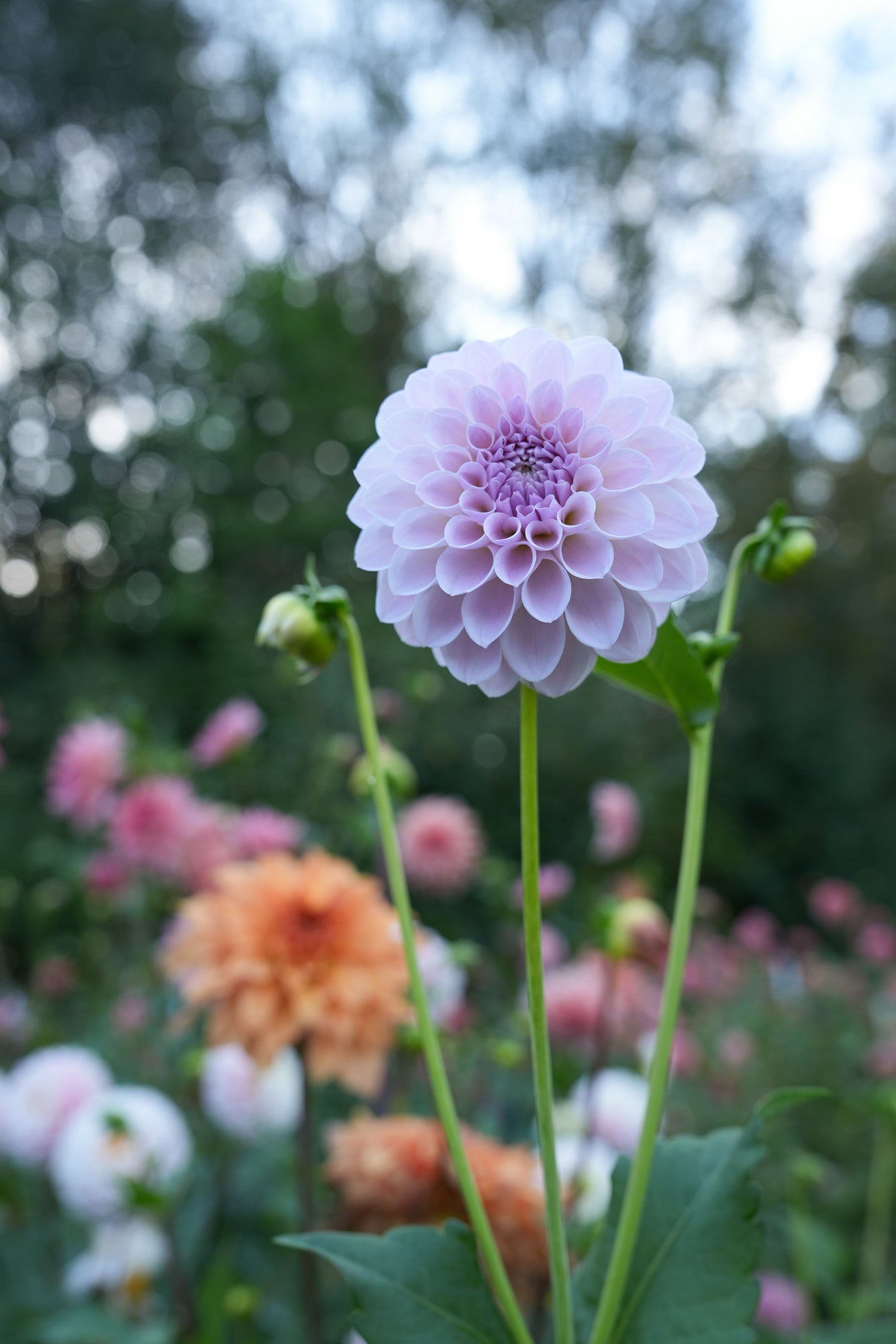 RM HANNAH JOE – River Merle Farm