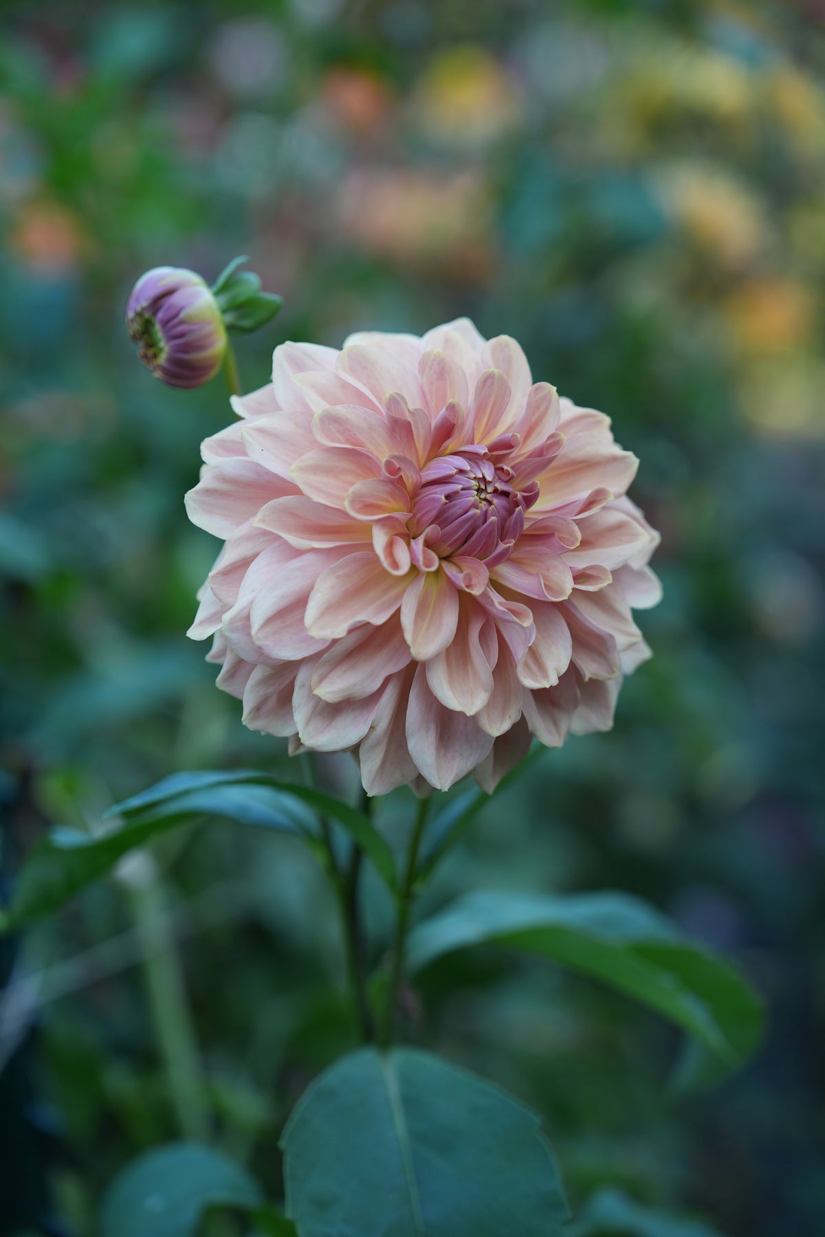 RM HONEY BLUSH - NEW 2027!