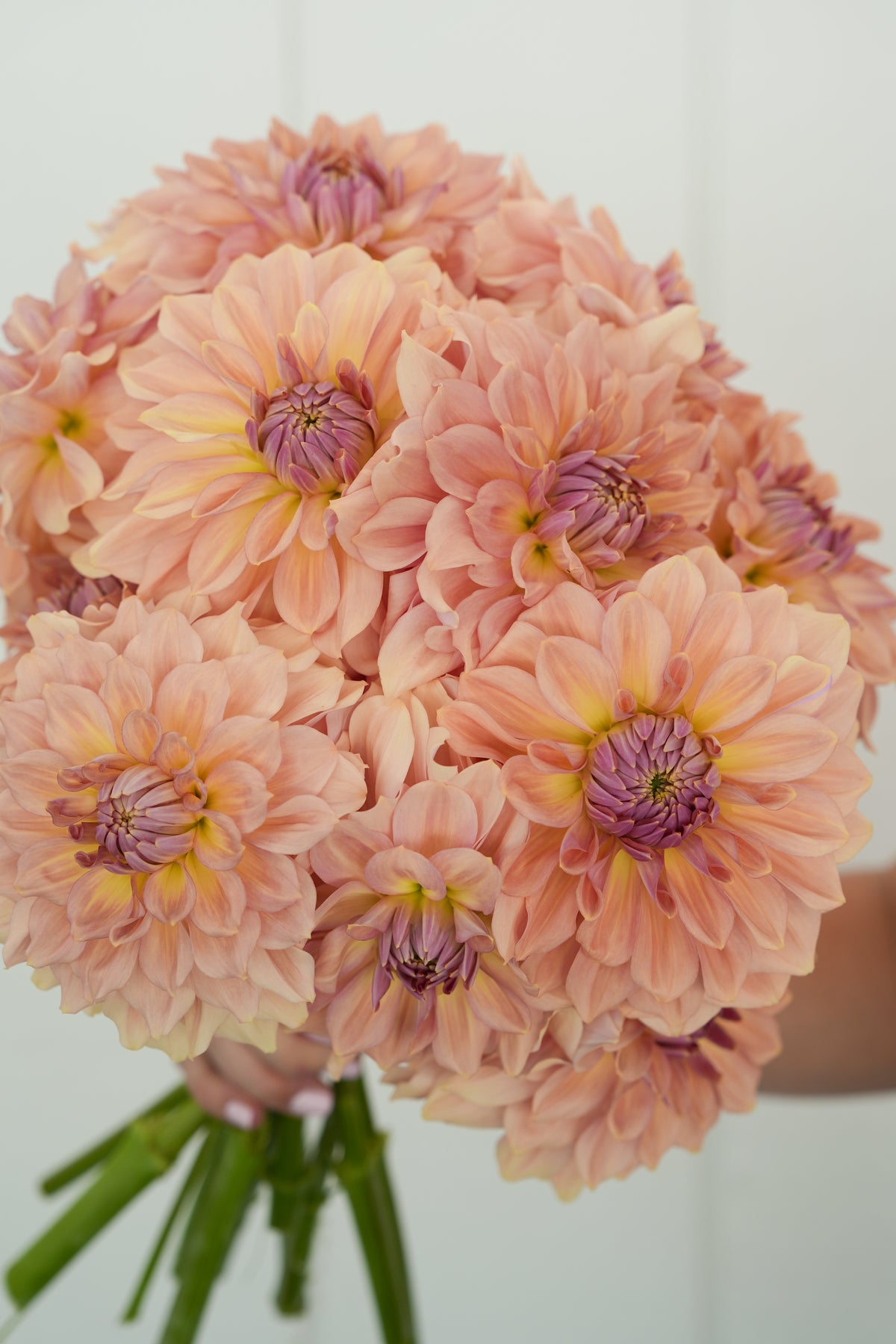 RM HONEY BLUSH - NEW 2027!