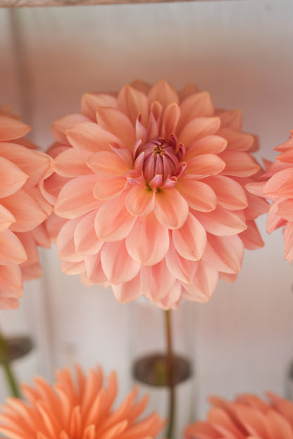 RM HONEY BLUSH - NEW 2027!