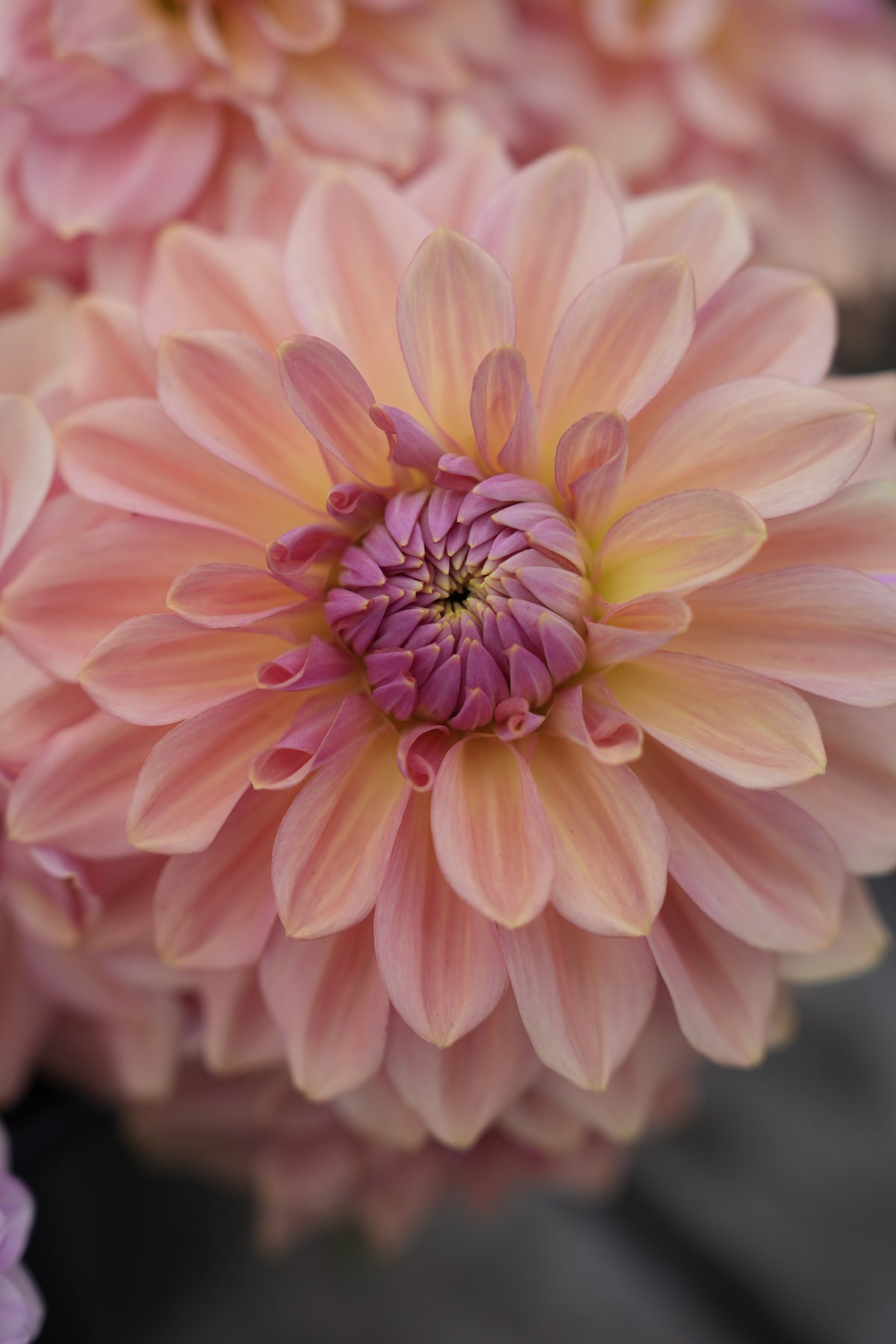 RM HONEY BLUSH - NEW 2027!