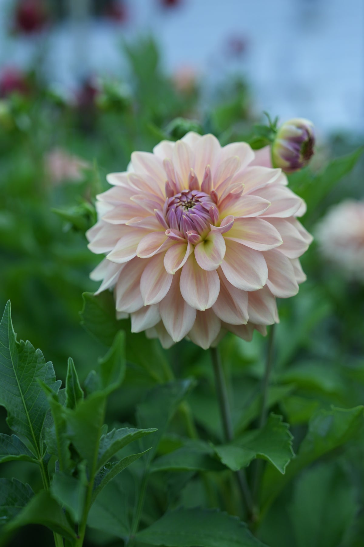 RM HONEY BLUSH - NEW 2027!