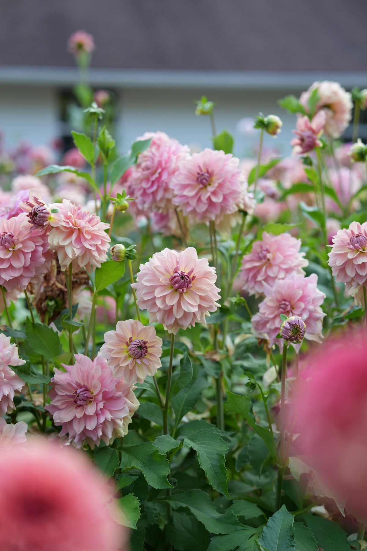 RM HONEY BLUSH - NEW 2027!