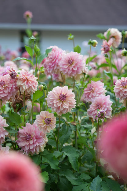RM HONEY BLUSH - NEW 2027!
