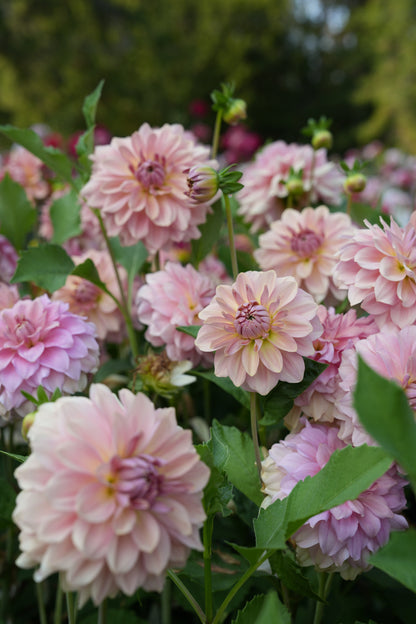RM HONEY BLUSH - NEW 2027!