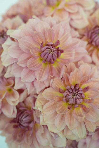 RM HONEY BLUSH - NEW 2027!