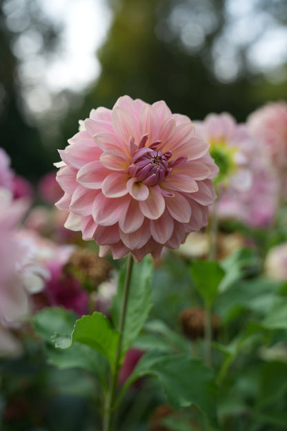RM HONEY BLUSH - NEW 2027!