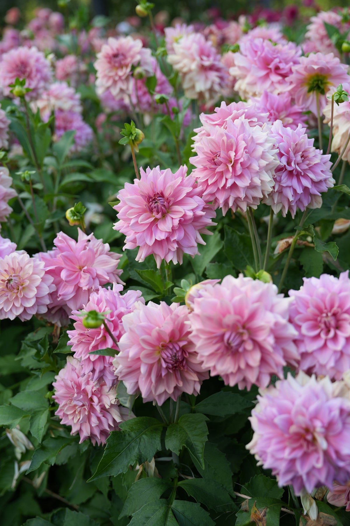 RM HONEY BLUSH - NEW 2027!