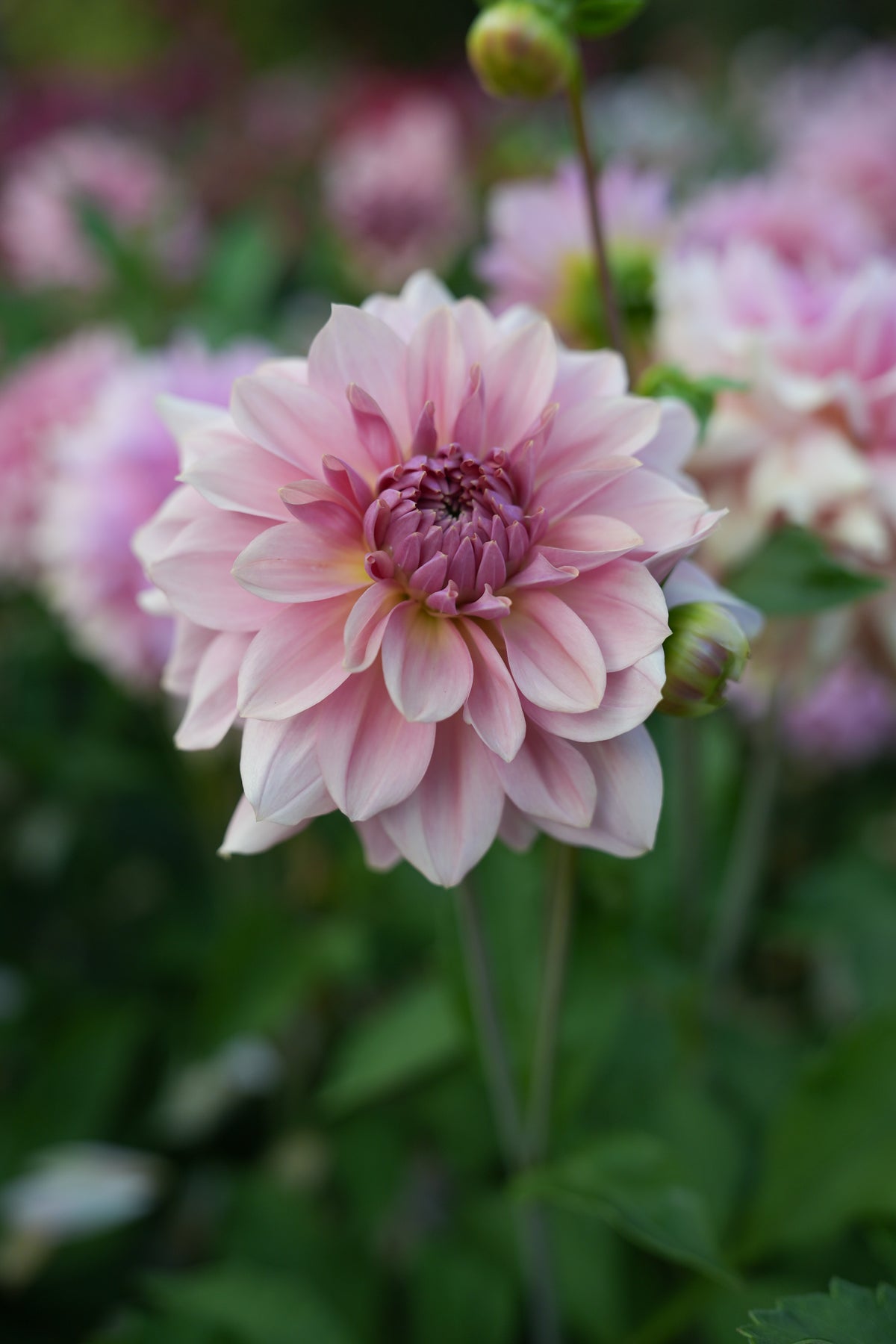 RM HONEY BLUSH - NEW 2027!