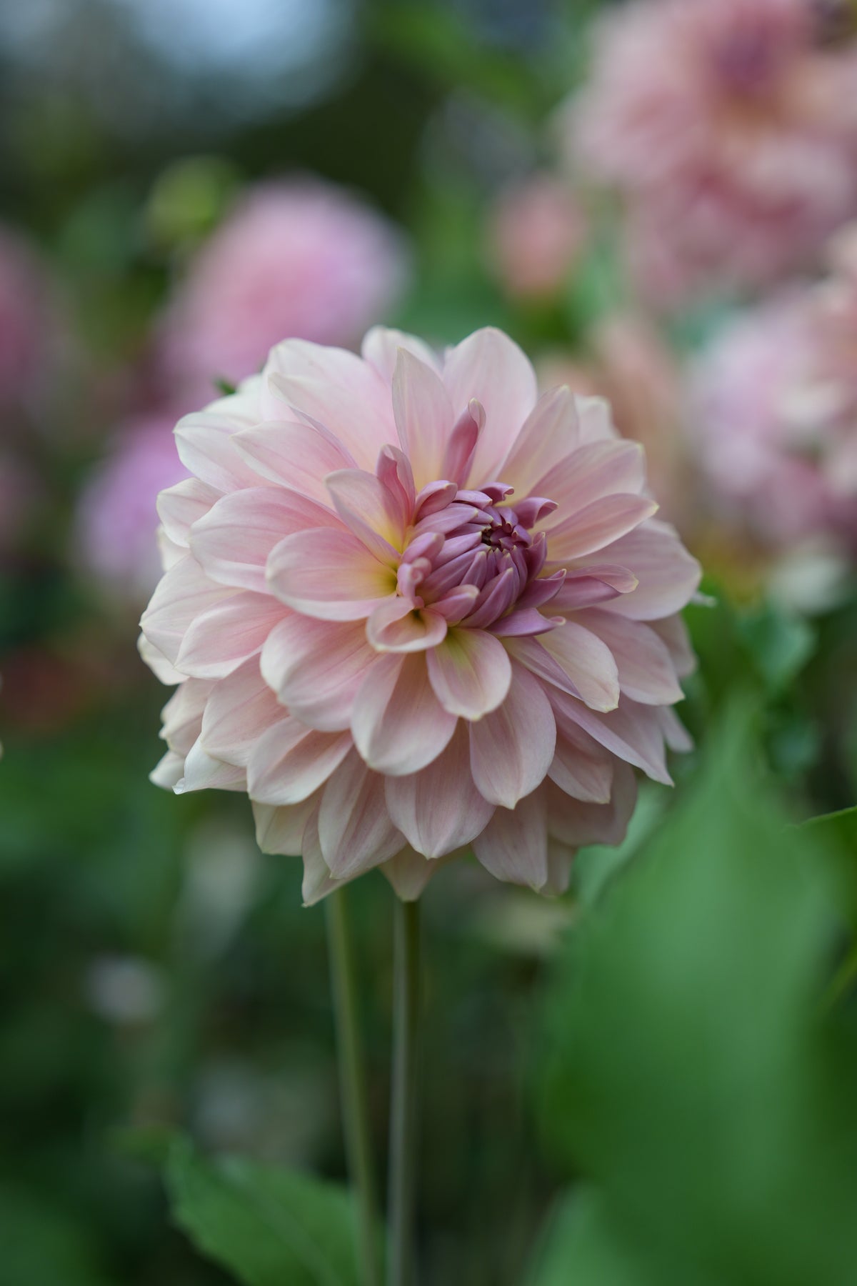 RM HONEY BLUSH - NEW 2027!