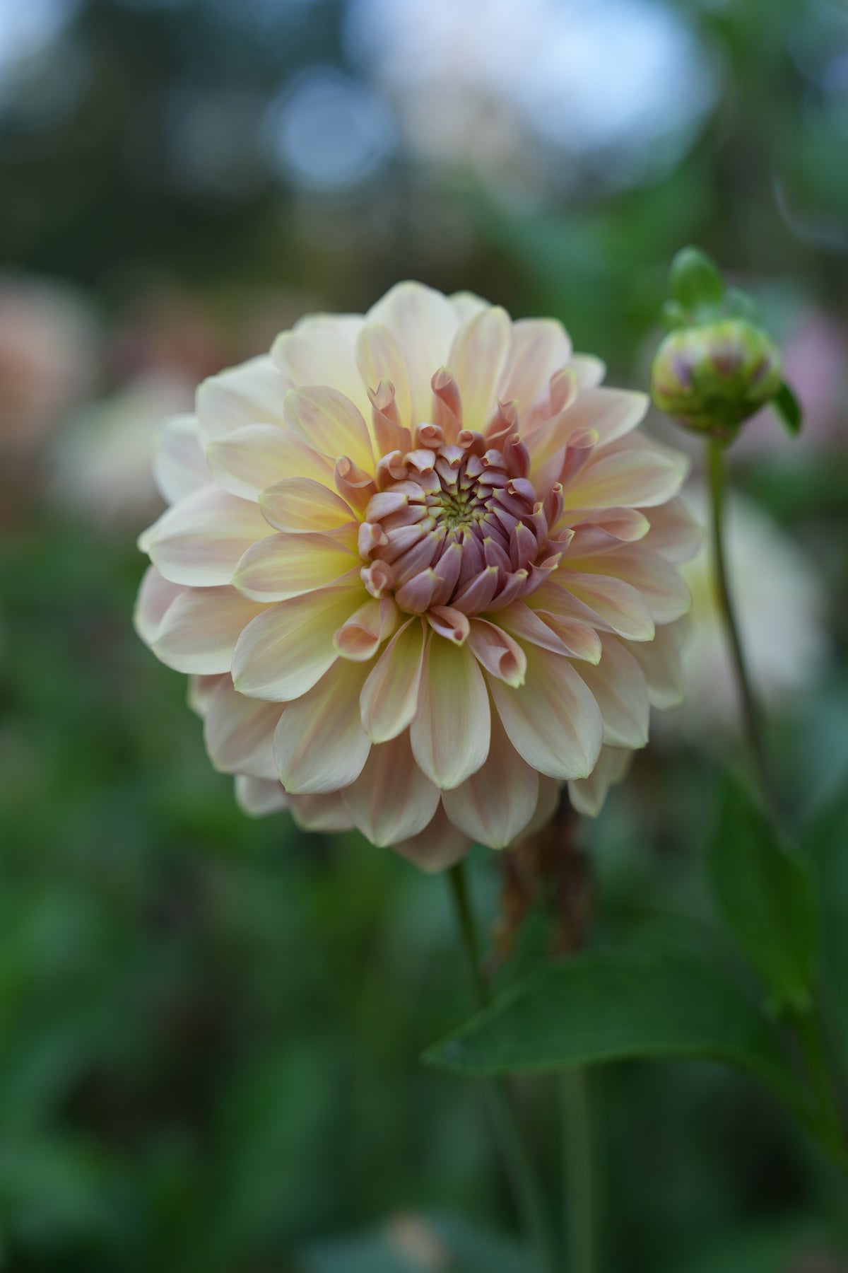 RM HONEY BLUSH - NEW 2027!