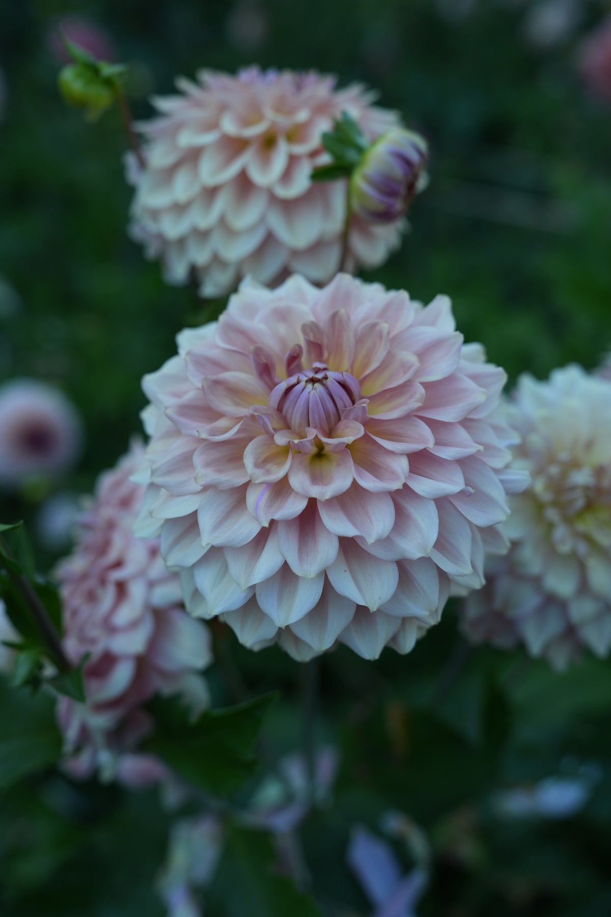 RM HONEY BLUSH - NEW 2027!