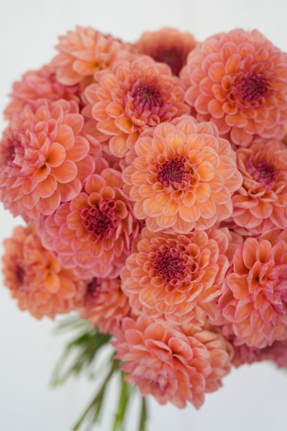 RM HONEY HIVE - NEW 2026!