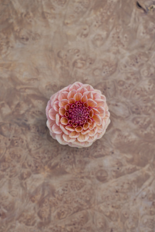 RM HONEY HIVE - NEW 2026!