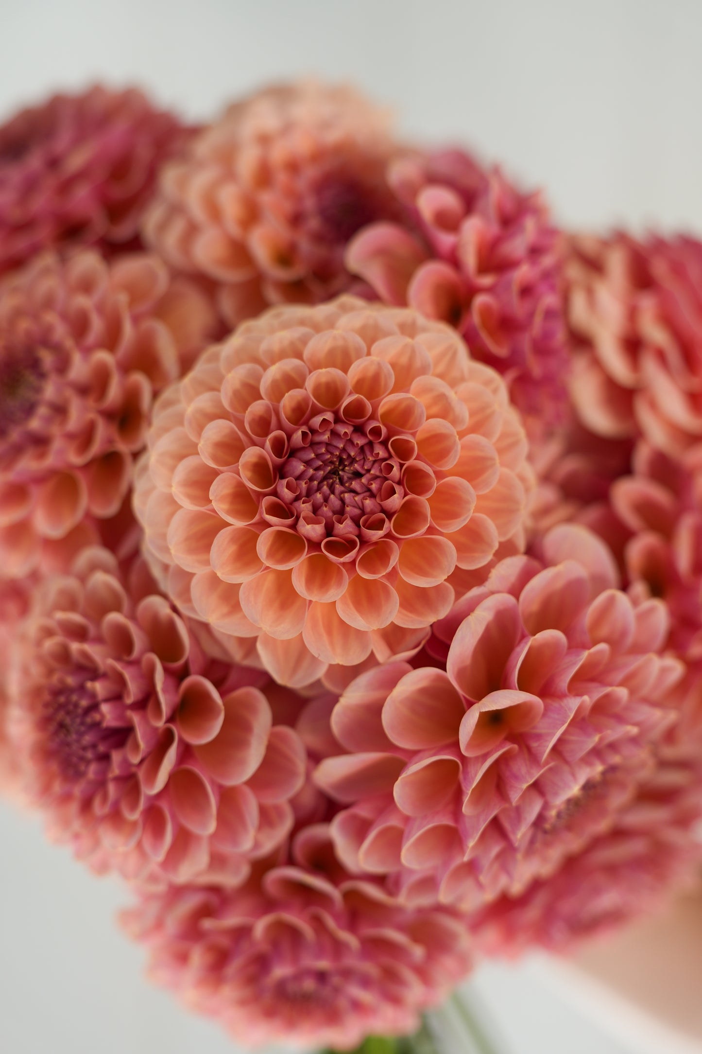 RM HONEY HIVE - NEW 2026!