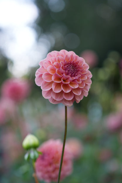 RM HONEY HIVE - NEW 2026!