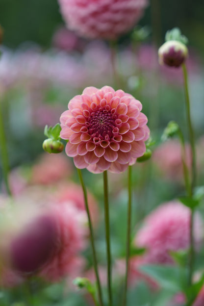 RM HONEY HIVE - NEW 2026!