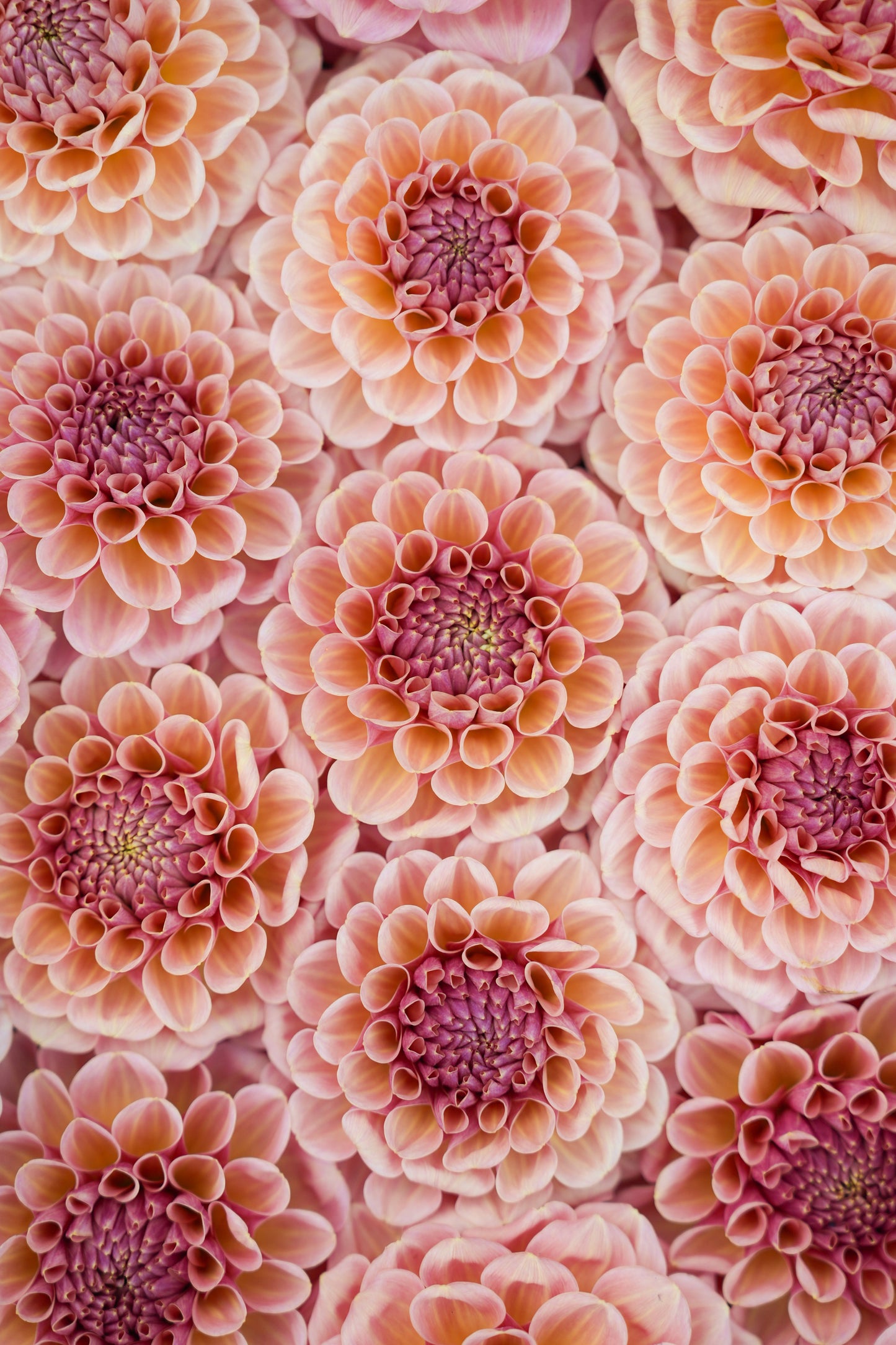 RM HONEY HIVE - NEW 2026!