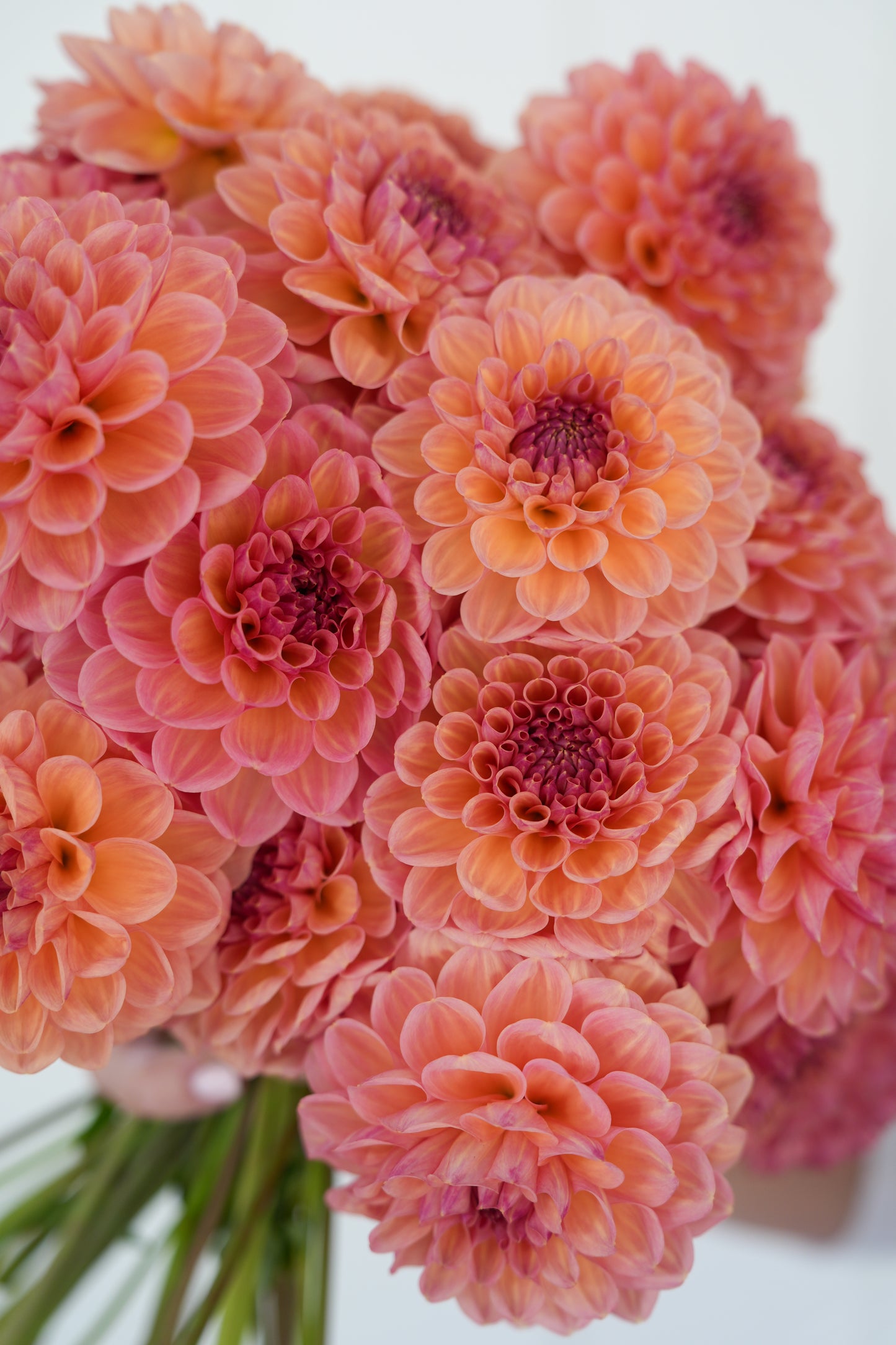 RM HONEY HIVE - NEW 2026!