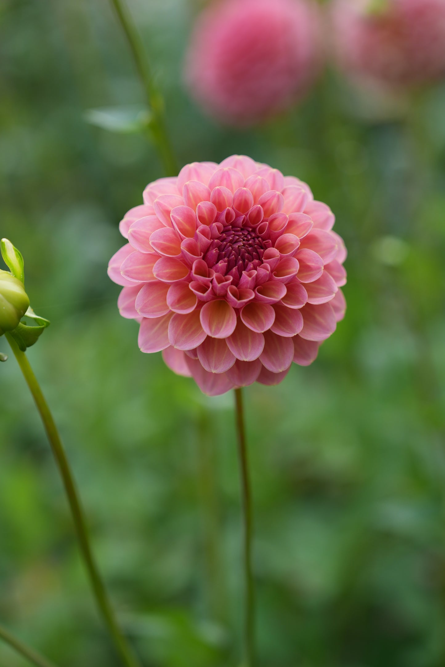 RM HONEY HIVE - NEW 2026!