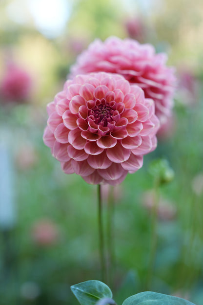 RM HONEY HIVE - NEW 2026!