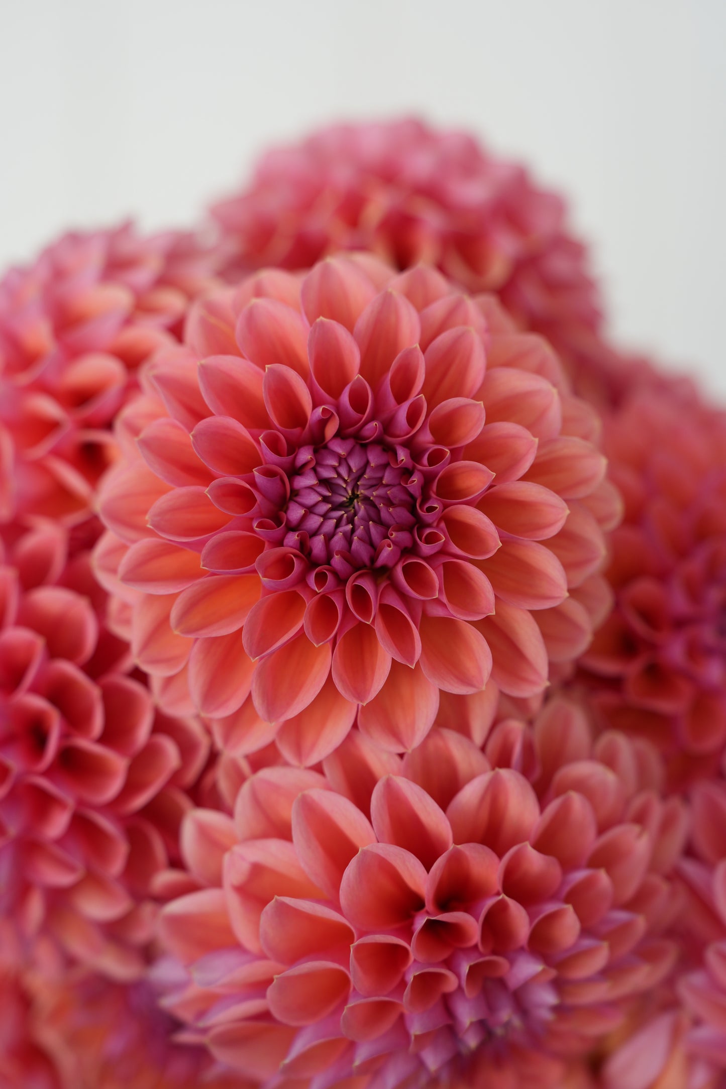 RM ILLUSION - NEW 2026!