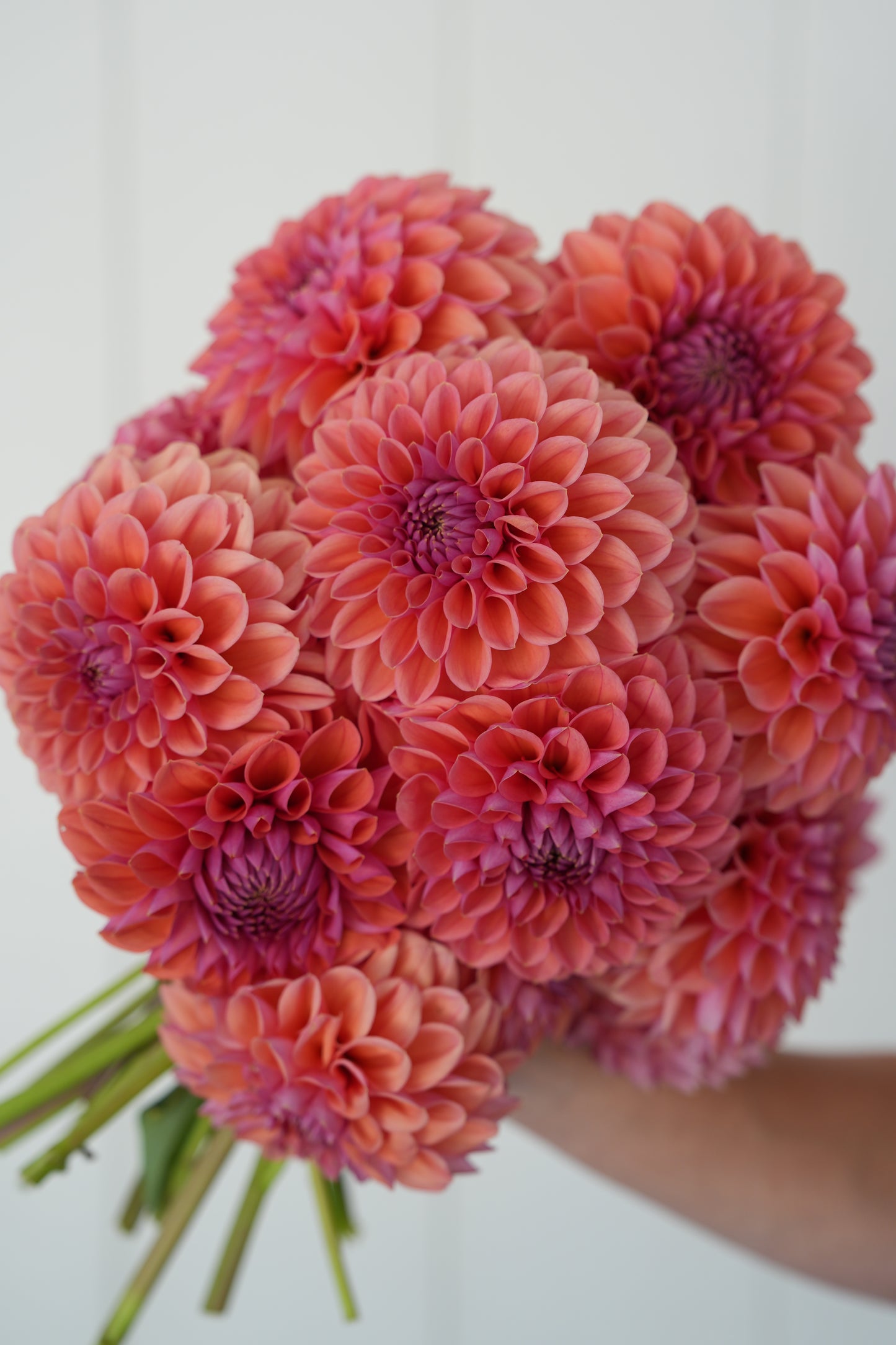 RM ILLUSION - NEW 2026!