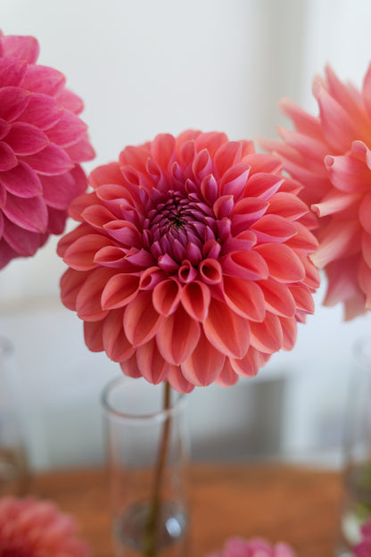 RM ILLUSION - NEW 2026!