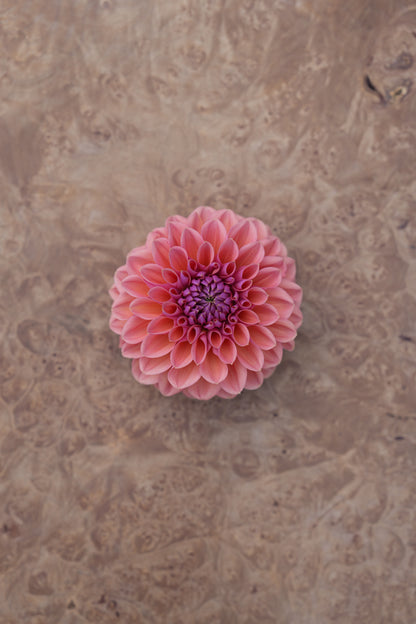 RM ILLUSION - NEW 2026!