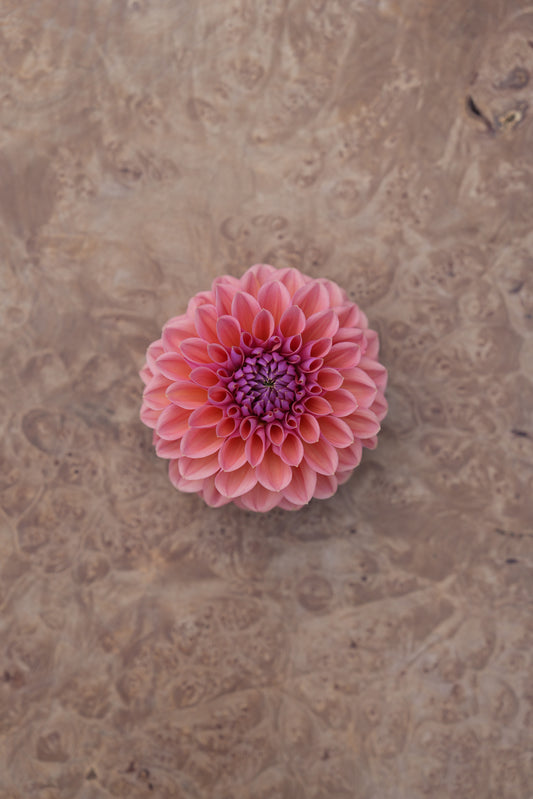 RM ILLUSION - NEW 2026!