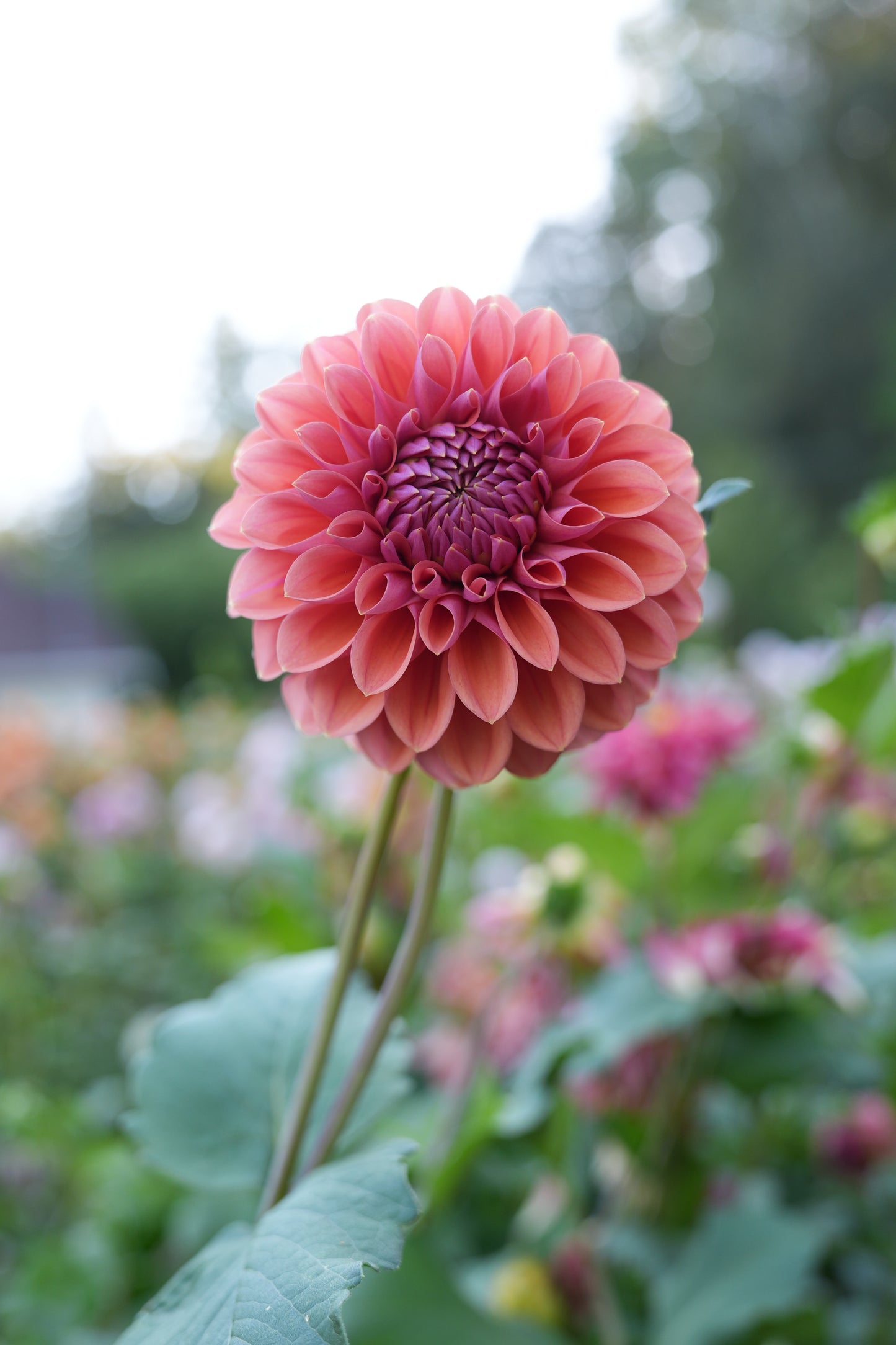 RM ILLUSION - NEW 2026!