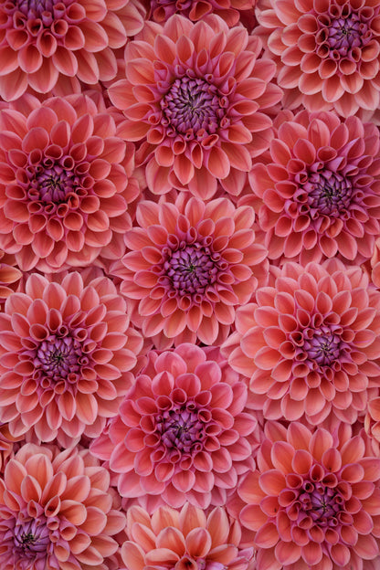 RM ILLUSION - NEW 2026!