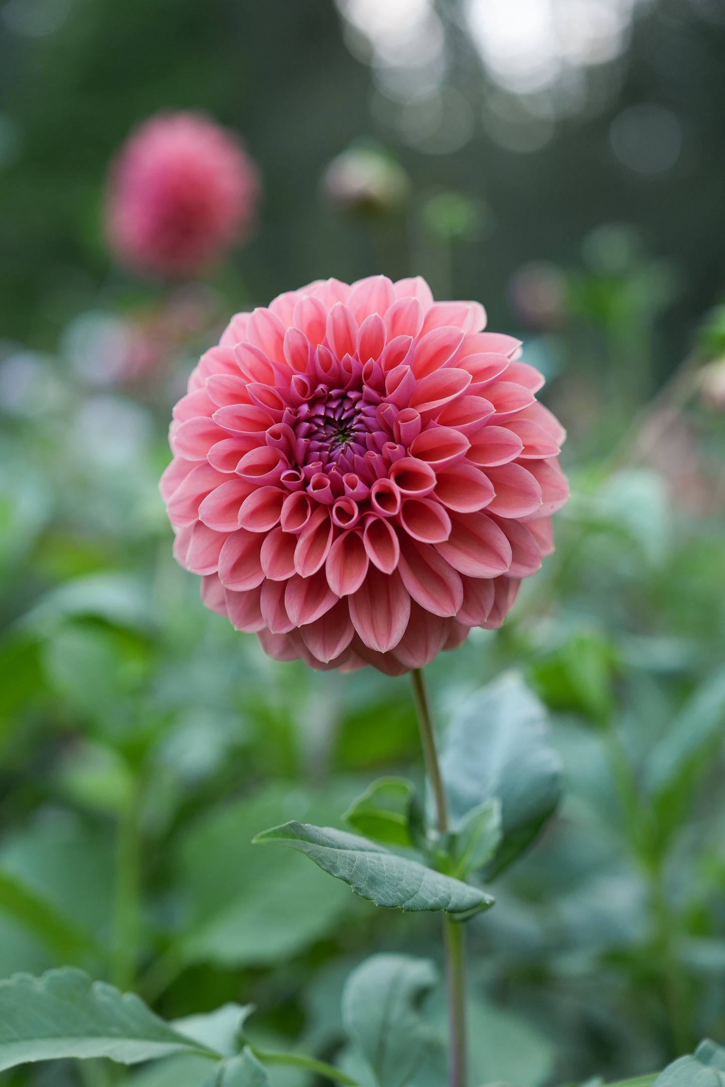 RM ILLUSION - NEW 2026!