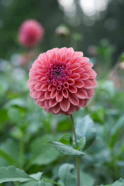 RM ILLUSION - NEW 2026!